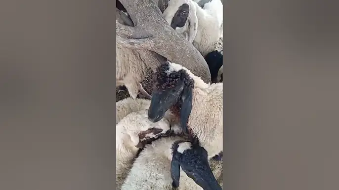 beautiful goats thar live manzar form group