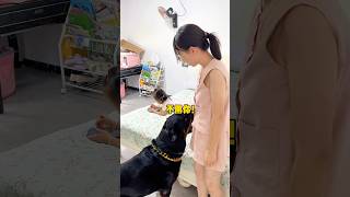 삼촌이 아이를 지켜보는 한 다른 사람은 아무것도 할 필요가 없습니다 #로트바일러 #로트바일러 경비견 #로트바일러 #귀여운 반려동물 #샹웨이와 이투오 #이투오 #귀여운 반려동물...