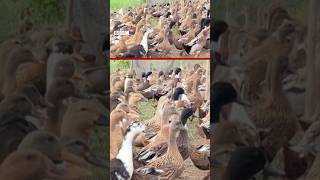 ကီလိုမီတာ ရာချီပြီး လွှတ်ကျောင်းခဲ့ရတဲ့ ဘဲတွေ - BBC News မြန်မာ