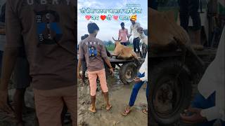 Gau Seva karna Aasan Nahi hota। Dhirajhindu Vlogs ।