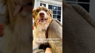 Bestie reactions when stop petting them so cute #shortvideo #dogsmile #dogs #puppy #funnycute