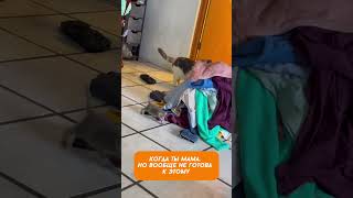 Мама-кошка на минималках: котята выживают как могут!