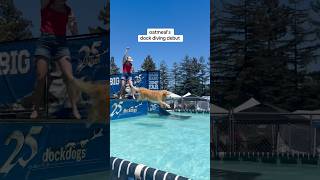 저는 미스터 밀이 정말 자랑스러워요!! #독다이빙 @dockdogs