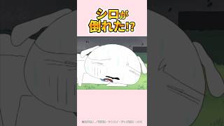 【感動】シロが倒れた!?『突然シロの悲劇だゾ』#クレヨンしんちゃん  #野原しんのすけ #野原みさえ #野原ひろし #爆笑