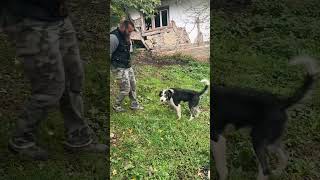 Freiheit ❤️‍🩹 #dogrescueshelter #hund #goshelter #dogs #rescue #emotional #tiere  #rescuingdogs