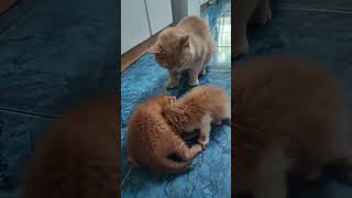 кот кошка домашние животные котята подарки чудо