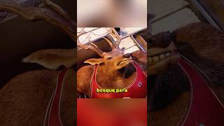 El regreso del rey del boxeo: caída, lucha y gloria 🥊💪👑