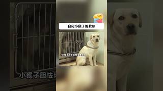 一只双腿残疾的小猴子经常被同伴霸凌导致患上严重的抑郁症，救援人员带了狗狗拉布拉多陪伴治愈小猴子，最终他们成为了好朋友💖