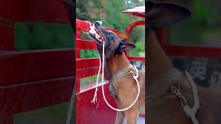 坏人假装需要狗狗的帮助,实际设计拐走他;家人到处找也没找到,急坏啦!🐾