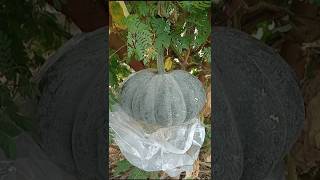 அம்மா வீட்டு தோட்டம் #shortsfeed #shorts #garden #harbal #gardening #natruel #gardenplants #thottam