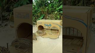 Best Creative Bird Trap Technique - Quail Trap #simple bird trap #shorts