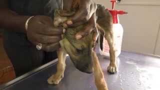 "Micky's" owner has a new dog.