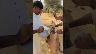 Ingerir SAL para sobrevivir. #datoscurisos #sabiasque #datos #curiosidades #sal #camellos #desierto