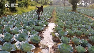 Fazenda Vila Nova triplica produção este ano