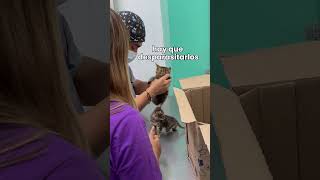 Si el gatito no dice nada, se lleva un gran cambio🐈✨