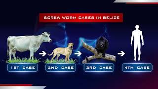 Belize Confirms First Human Case of New World Screwworm