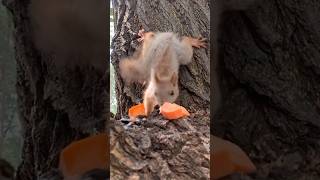 Белочки в парке