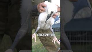 Młody bociek wypadł z gniazda