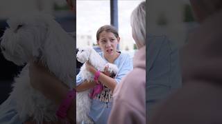 Про собаку: 2 серия #викачжан  #сериал #vikazang #фильм #кино