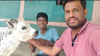 புதிய கன்னுக்குட்டிய பார்க்க போவோம் வாங்க😍 |VillageVlogs Series | Naresh Kumar | Krishva Vlogs