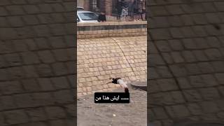 حيوان وليس من بني ادم