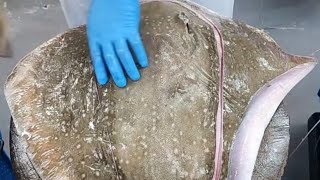 2 H cutting stingray Live