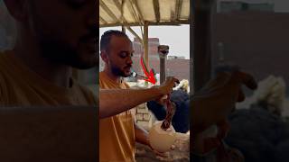 يحصل ايه لوخرجنا كتكوت نعام من البيضة قدام اهله 😳 #احمد_السيد