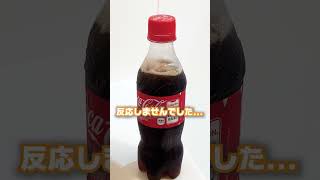 【リベンジ】メントスコーラで時限爆弾できたwwwww #作ってみた #実験