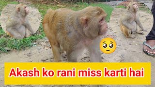 Rani akash ko kaise miss karti hai ।। Monkey rani Purea din बच्चों के साथ रहती है 🥺