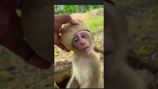 Rescue the baby monkey. #monkey #motivation