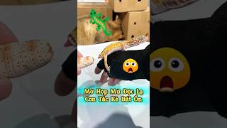 🦎 Con Tắc Kè Bất Ổn Nhất Thế Giới #thúcưng #vậtnuôi #chómèohàihước #funny #pets #cat #cute