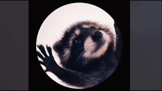 Raffaella Carrà - Pedro (Jaxomy & Agatino Romero Remix) ( Tik Tok )