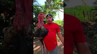eso no es un gallo #shorts #comedia #humor