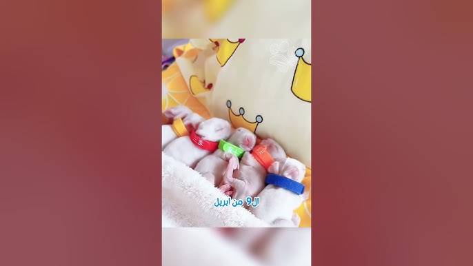 من أرنبين إلى 58 في 6 أشهر فقط! 🐇🤍