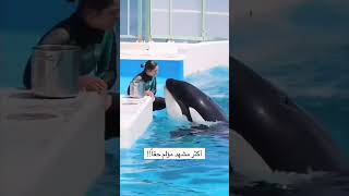 أكثر مشهد مؤلم 😓 جدا من كان يتوقع أن حوت الأزركا يفترس مربيته ومدربته جيسيكا ؟#summer