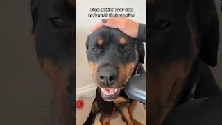 When you have a Rottweiler dog 😂🤣🐶 #dog #fyp #foryou #dogsoftiktok #funnyvideos #pet #tiktok