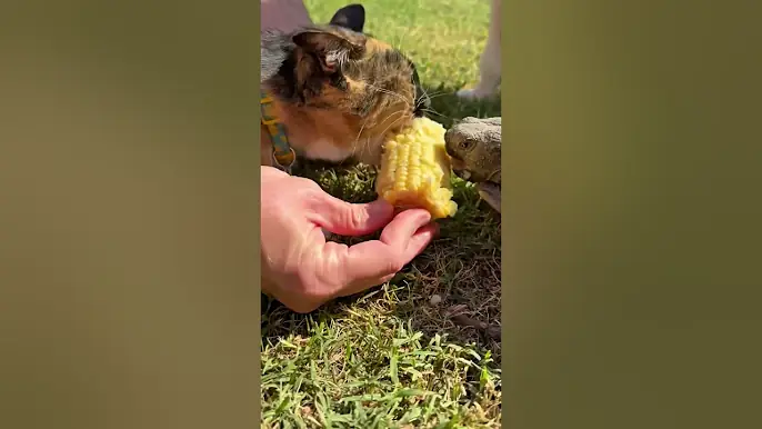 Cats, dogs, pets lover ❤️❤️❤️ #animals #funny #cute #cat #petshub #petsrule #pets #funnycats