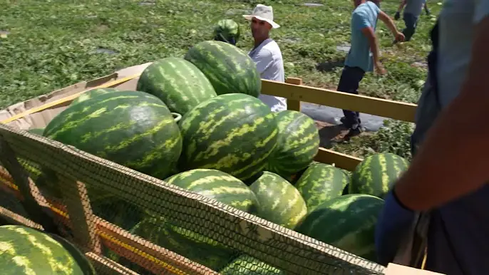 Kultivimi i bostanit - Mirëmëngjesi Kosovë