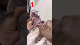 This Pitbull Became a Mom And Everything Changed 🐶❤️👶