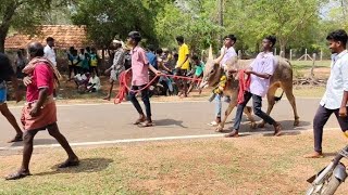 Korati Manjuvirattu 2025 | கொரட்டி மஞ்சுவிரட்டு 2025 live full video jallikattu 2025 @Krishvavlogs