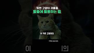 개쎈 고양이 괴물을 탈출에 활용하는 법