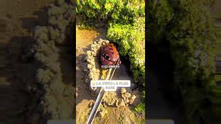 😳 Ce qu’il a vu…