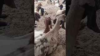 Bakriyan subah ke waqt group mein form thar