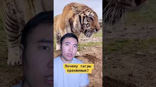 Почему Тигры Оранжевые?
