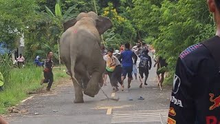 นาทีชีวิต ช้างตกมันหลุดวิ่งไล่ ควาญช้างครึ่ง100ช่วยกันจับ#สัตว์#ช้าง#สุรินทร์ #elephant