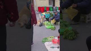 Dogs know the prices of vegetables when buying them狗狗買菜知道菜價