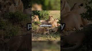 Zwierzęta, Które Uratowały Ludzkie Życie! 5 Niewiarygodnych Historii o Zwierzęcych Bohaterach!