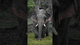 "𝙈𝙖𝙣𝙜𝙖𝙡𝙖" 𝙞𝙨 𝙖 𝙗𝙚𝙖𝙪𝙩𝙞𝙛𝙪𝙡 𝙚𝙡𝙚𝙥𝙝𝙖𝙣𝙩 𝙛𝙧𝙤𝙢 𝙎𝙧𝙞 𝙇𝙖𝙣𝙠𝙖.🤗🤗 #animalplanet #elephant #wildlife #bbcearth