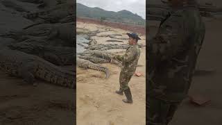 How crocodiles are raised on farms #shorts #crocodiles