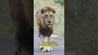 狮子为什么会害怕饲养员？#搞笑 #内容过于真实 #万万没想到